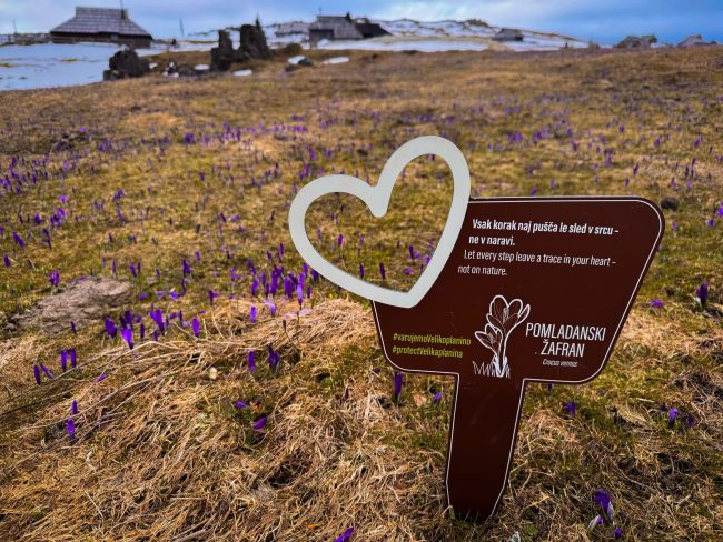 žafrani mala planina 2.4.2026_2